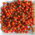 Rare Heirloom Organic Spoon Tomato Solanum pimpinellifolium - 25 Seeds