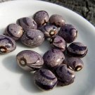 Extremly Rare Organic Heirloom Cranberry Flieder Bean Phaseolus vulgaris - 5 Seeds