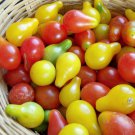 Organic Heirloom Pear Tomato Lycopersicon lycopersicum - 30 Seeds
