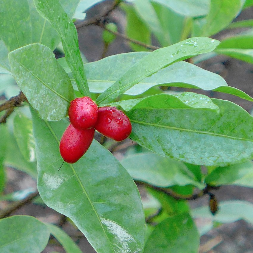 Le fruit. Синсепалум дульцификум. Synsepalum dulcificum Miracle Fruit. Магический фрукт – синсепалум. Чудо-фрукт Synsepalum dulcificum.