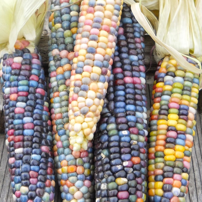 Organic True Native Heirloom Cherokee Indian Carl's Glass Gem Corn - 40 ...