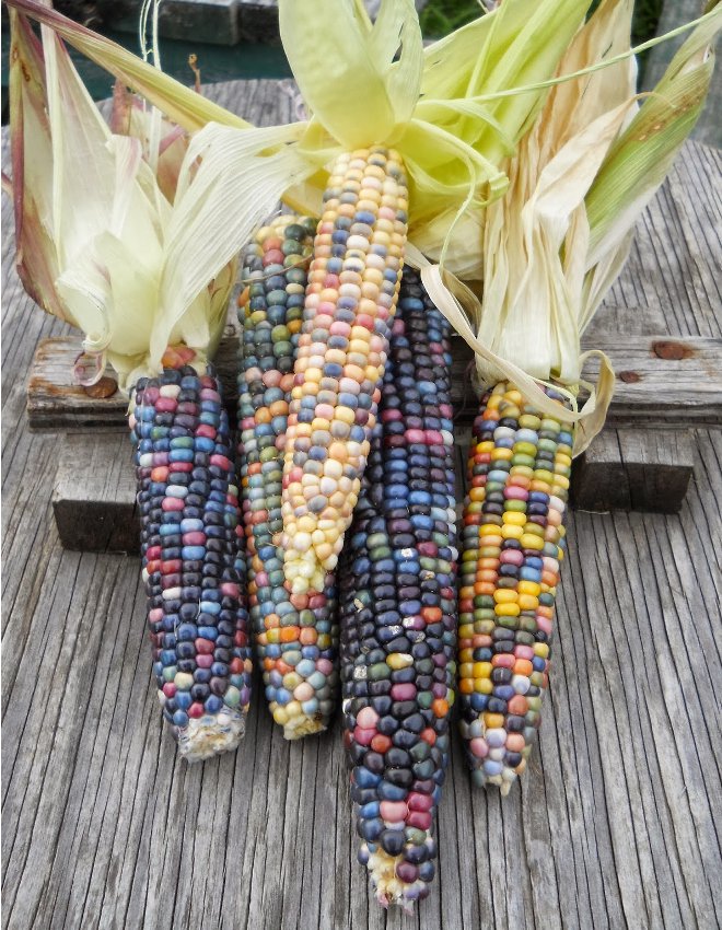 Organic True Native Heirloom Cherokee Indian Carl's Glass Gem Corn 40