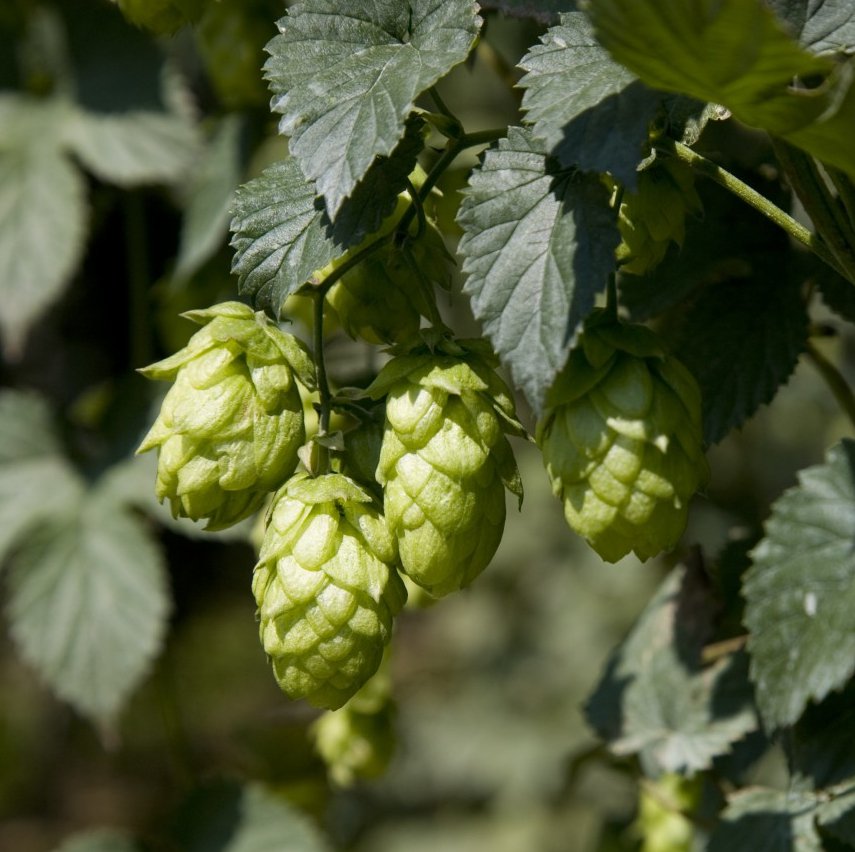 Organic Heirloom Beer Hops Humulus Lupulus - 20 Seeds