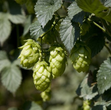 Echte Hopfen beer seeds FREE SHIPPING Humulus lupulus seeds common hop hops 
