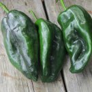 Organic Heirloom Ancho Poblano Peppers Capsicum annuum - 30 Seeds