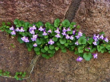 Fairy Garden Unusual Kenilworth Ivy Cymbalaria muralis - 100 Seeds