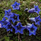 Blue True Alpen Enzian Gentian Gentiana acaulis - 40 Seeds