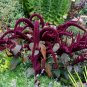Harlequin Amaranth 'Joker' Amaranthus paniculatus - 100 Seeds