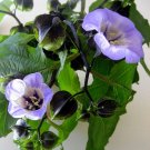 Shoo-Fly Plant Nicandra physalodes - 30 Seeds