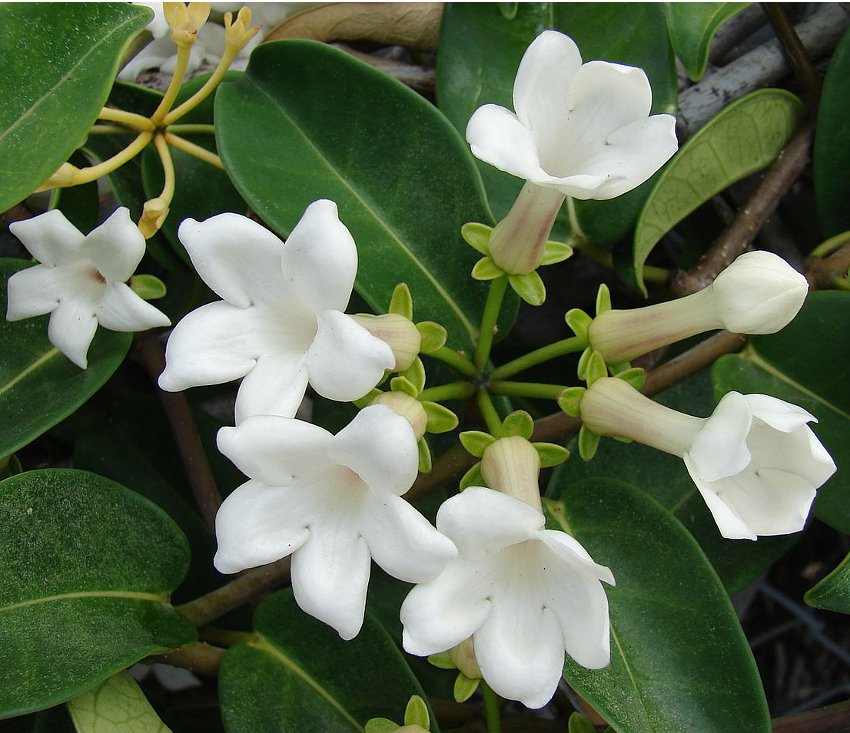 White Madagascar Jasmine Marsdenia Floribunda 10 Seeds