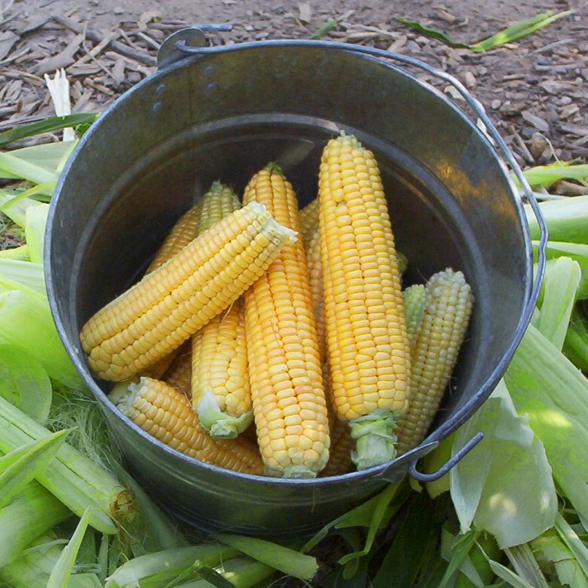 Organic Open Pollinated Sweet Yellow Corn 'Golden Bantam' Zea mays - 30 ...