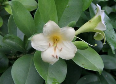 Rare Exotic Perfume Flower Tree Fagraea Ceilanica - 25 Seeds