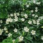 Rare Exotic Perfume Flower Tree Fagraea Ceilanica - 25 Seeds