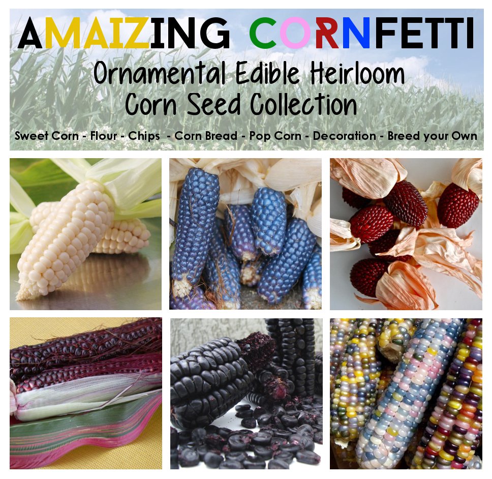 The Rare Heirloom Corn Zea Maize Collection 6 Varieties