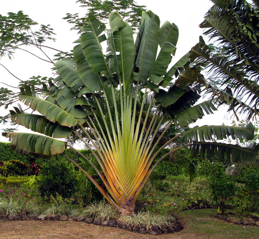 Ravenala madagascariensis, Travellers Palm