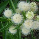 Bulk Button Willow White Buttonbush Cephalanthus occidentalis - 500 Seeds