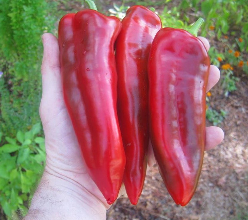 Giant Marconi Sweet Pepper Capsicum annuum 30 Seeds