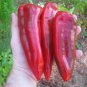 Giant Marconi Sweet Pepper Capsicum annuum - 30 Seeds