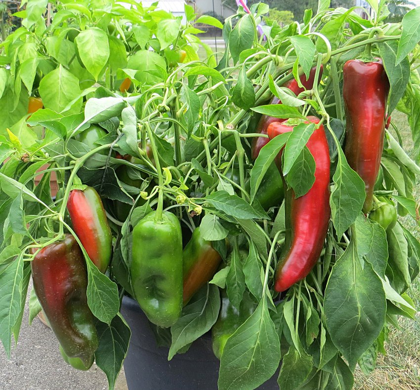 Giant Marconi Sweet Pepper Capsicum annuum 30 Seeds