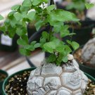 Caudex Elephant Foot Dioscorea Elephantipes Caudiciform Rare - 5 Seeds