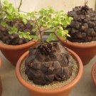 Rare Turtle Shell Testudinaria Dioscorea Elephantipes Caudiciform - 5 Seeds