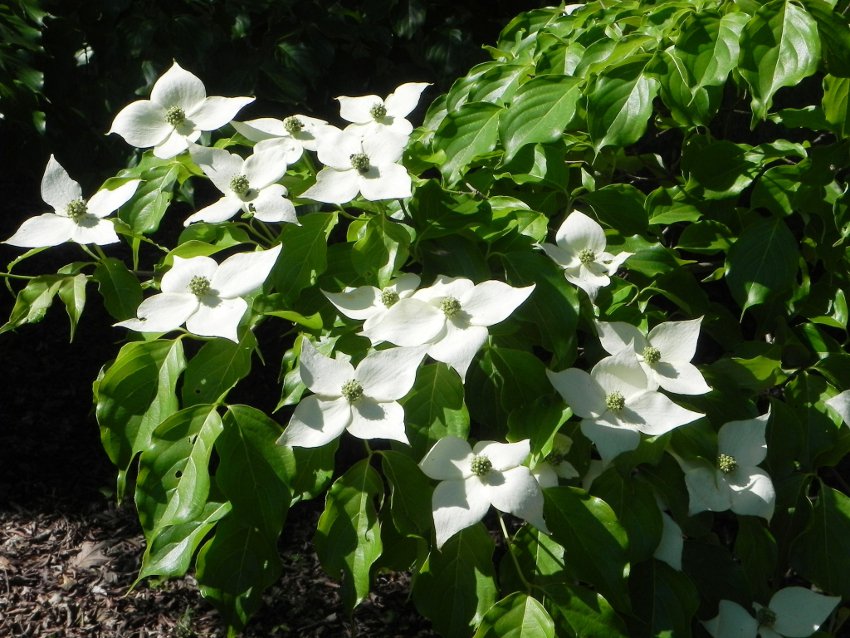 White Dogwood Benthamidia Cornus Kousa - 20 Seeds