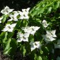 White Dogwood Benthamidia Cornus Kousa  - 20 Seeds