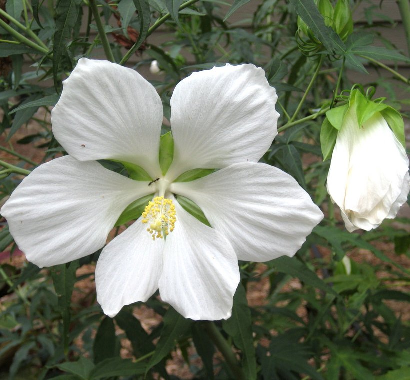 White Texas Star Hibiscus Coccineus Alba 8 Seeds   56cb310947c1f 59305b 