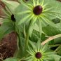 Unusual Rudbeckia 'Green Wizard' Rudbeckia Occidentalis - 20 Seeds