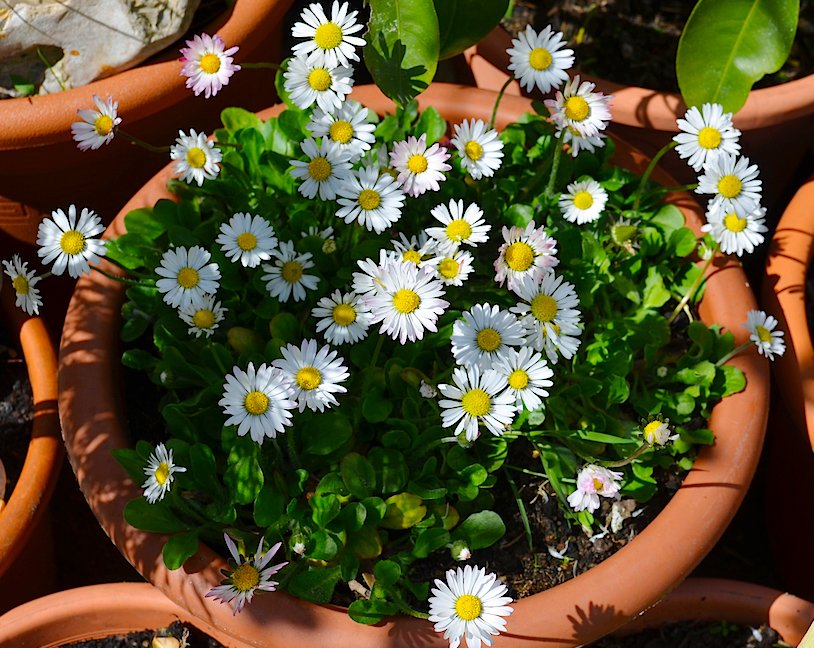Fairy Garden White Mini Gänseblümchen Dwarf English Daisy Single Bellis