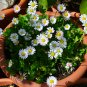 Edible Flowers Organic White GÃ¤nseblÃ¼mchen Wild Miniature Daisy Single Bellis perennis - 100 Seeds
