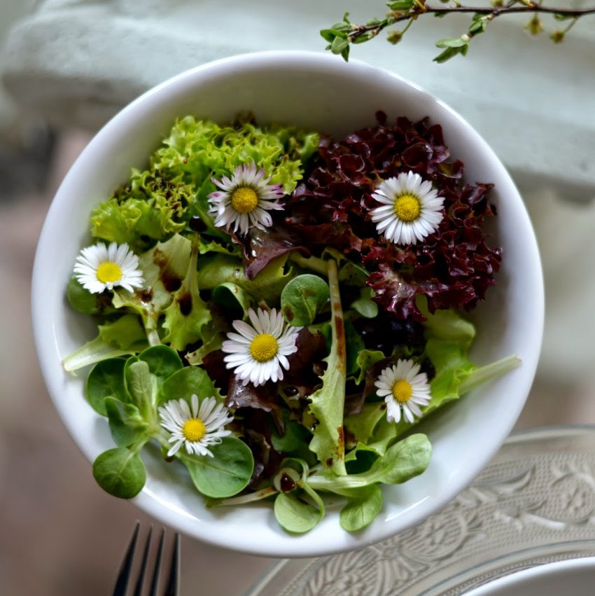 Edible Flowers Organic White Gänseblümchen Wild Miniature Daisy Single Bellis perennis 100 Seeds