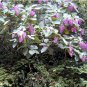 Rare Showy Melastome Chandelier Plant Medinilla cummingii - 50 Seeds