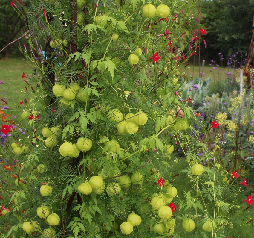 Love in a Puff Balloon Vine Cardiospermum halicacabum - 12 Seeds