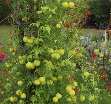 Love in a Puff Balloon Vine Cardiospermum halicacabum - 10 Seeds