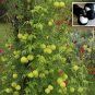 Rare Heart Seed Balloon Vine Cardiospermum halicacabum - 12 Seeds