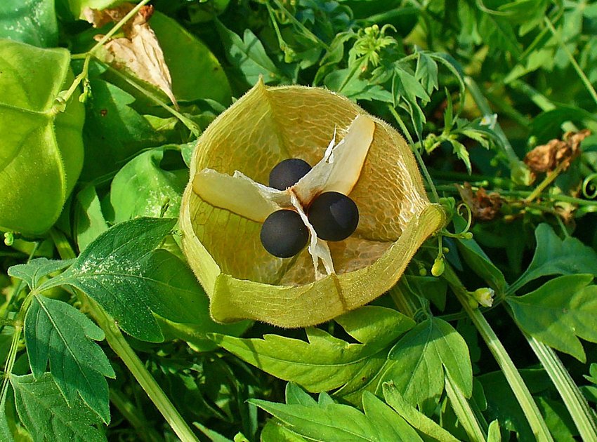 Love in a Puff Balloon Vine Cardiospermum halicacabum - 12 Seeds