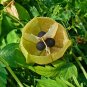 Rare Heart Seed Balloon Vine Cardiospermum halicacabum - 12 Seeds