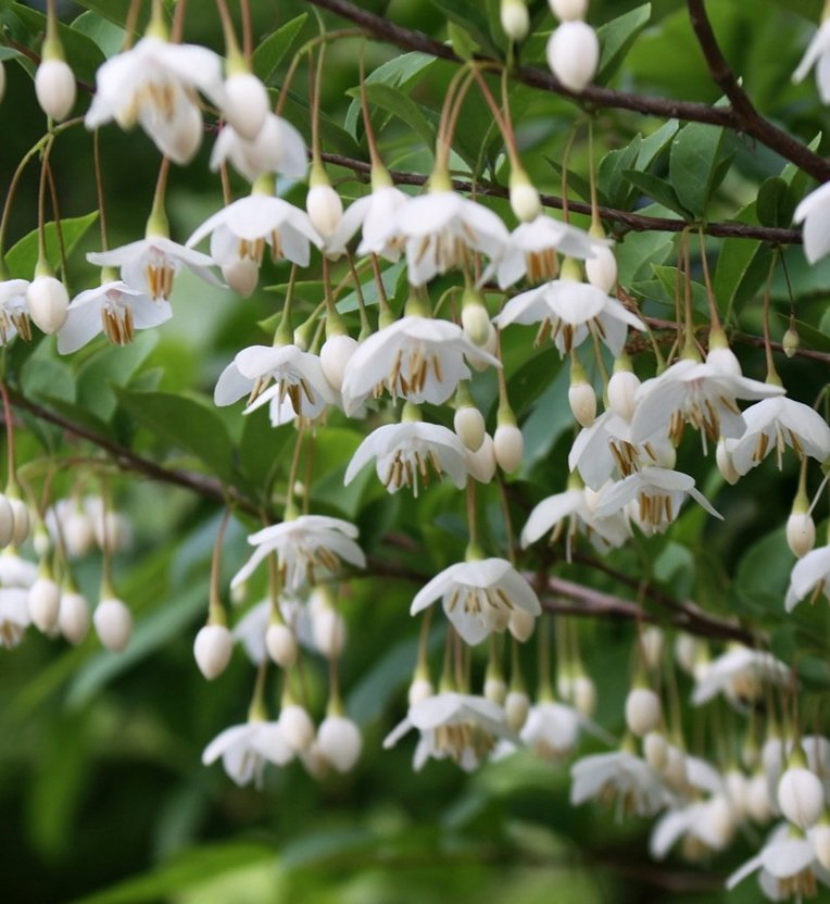 Bulk Hardy White Japanese Snowbell Styrax japonicus - 150 Seeds