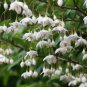 Bulk Hardy White Japanese Snowbell Styrax japonicus - 150 Seeds