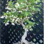 Bulk Hardy White Japanese Snowbell Styrax japonicus - 150 Seeds