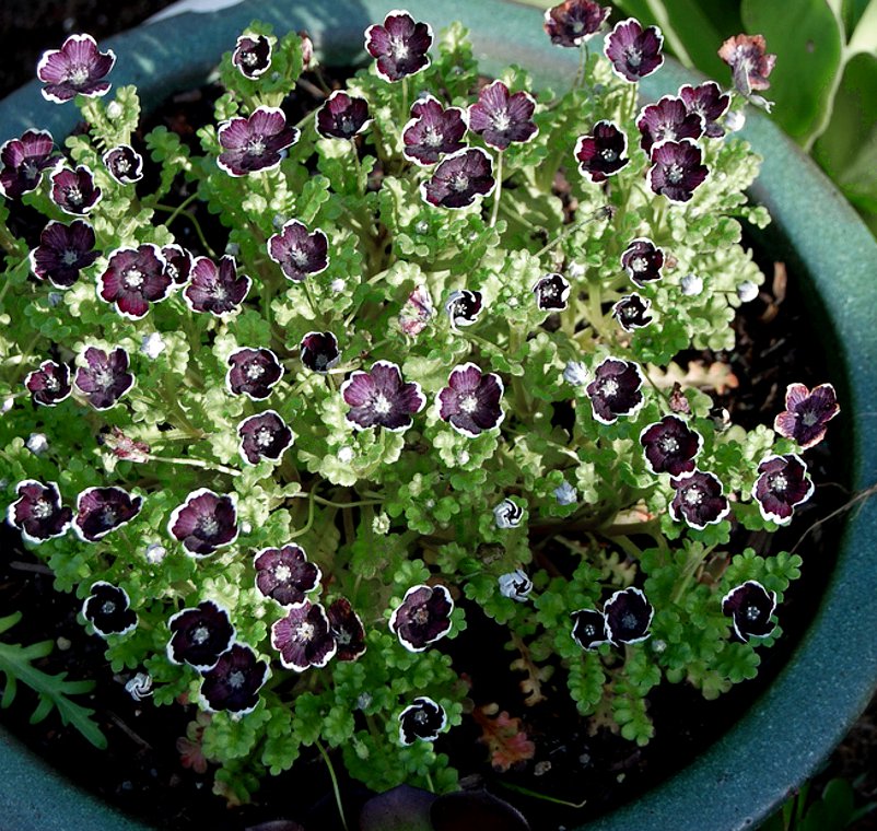 Fairy Garden Penny Black Eyes Nemophila Discoidalis 50 Seeds