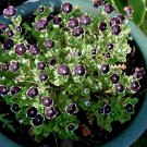 Fairy Garden Penny Black Eyes Nemophila discoidalis - 50 Seeds