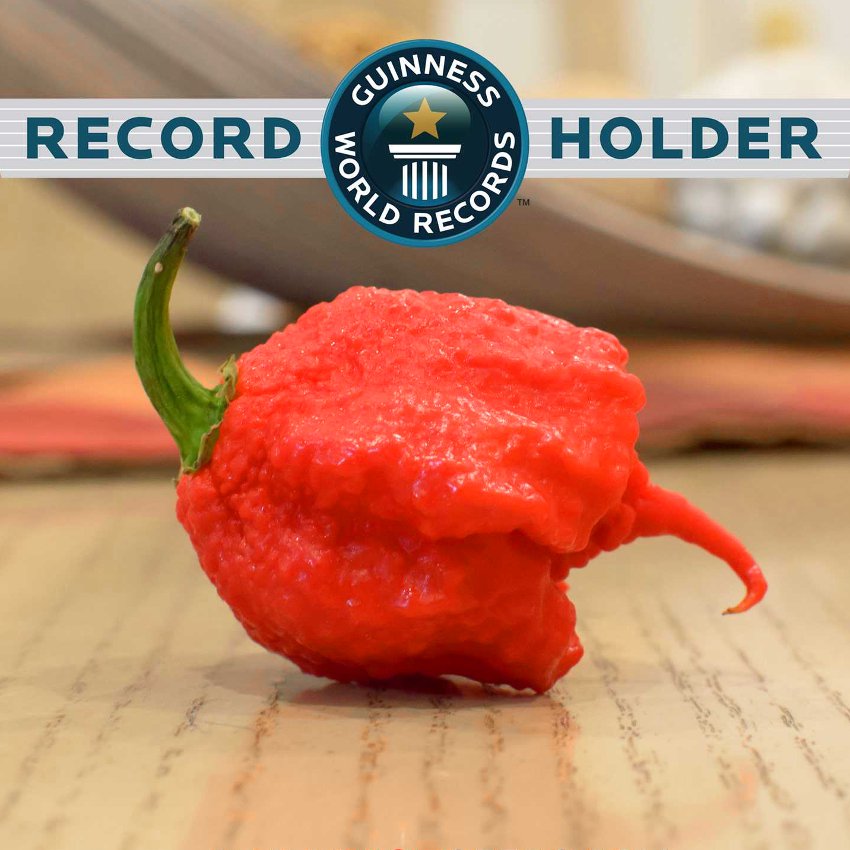Details about   Pepper Hot Black Carolina Reaper Chili Seeds 10 seeds Worlds Hottest Edible 