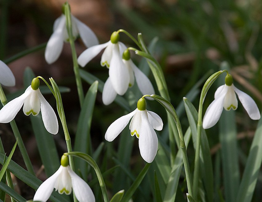 Wild White Snowdrop Galanthus nivalis - 20 Seeds