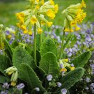 Rare Wild Schlüsselblume Organic Cowslip Primula veris officinalis - 50 Seeds