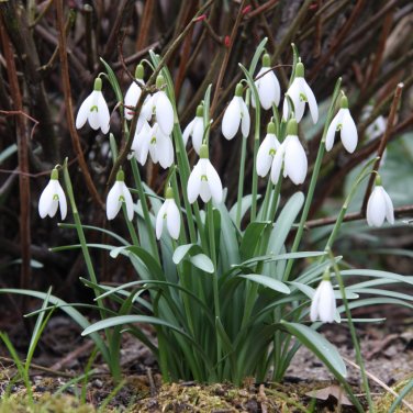 Wild White Snowdrop Galanthus nivalis - 20 Seeds