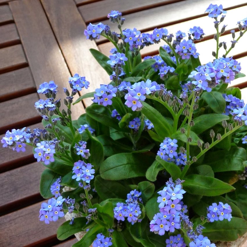 Fairy Garden Forget Me Not Myosotis Sylvatica 100 Seeds