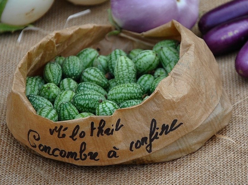  Cucamelon 20 Seeds - Mouse Melon, Melothria Scabra