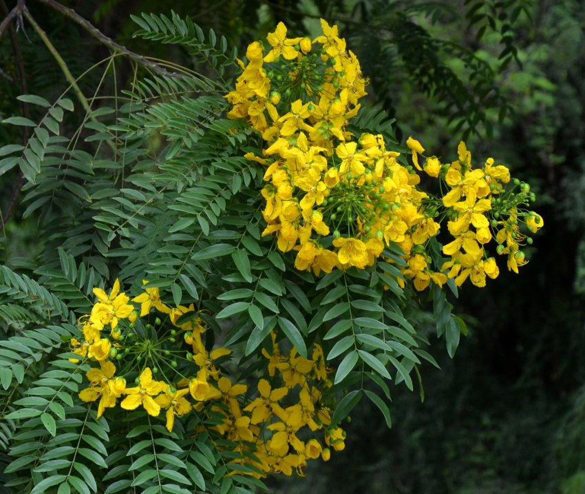 Rare Gold Medallion Tree Cassia Leptophylla 8 Seeds 